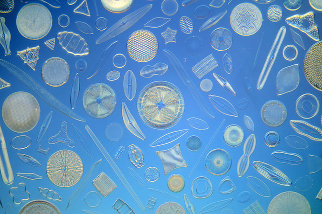 Microscopische kunst | Klaus Kemp